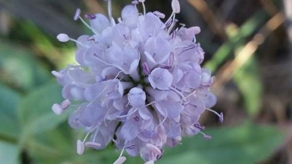 Succisa pratensis Succisa pratensis