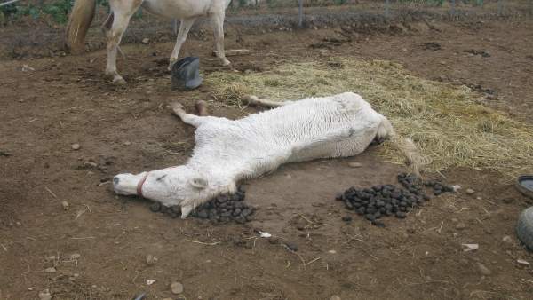 Caballo en mal estado que finalmente murió junto a otro vivo Caballo en mal estado que finalmente murió junto a otro vivo