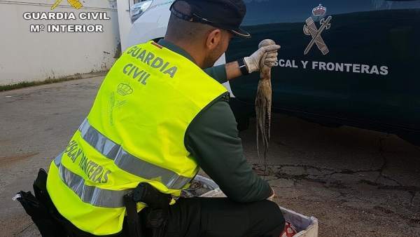 Pulpo inmaduro incautado en Punta Umbría (Huelva). Pulpo inmaduro incautado en Punta Umbría (Huelva).