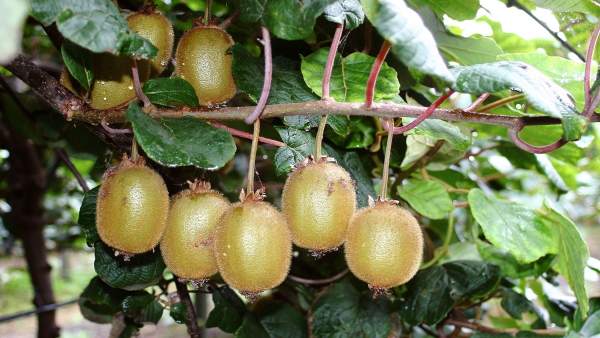 Kiwi gallego Kiwi gallego