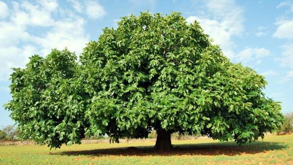 Agricultura Agricultura