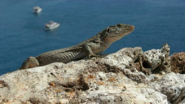 Lagarto gigante Lagarto gigante