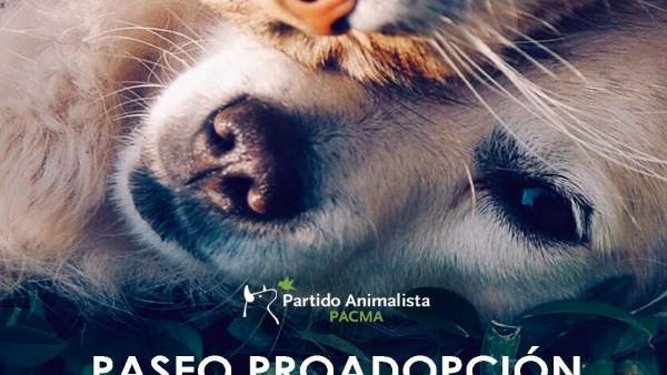Cartel del paseo proadopción Cartel del paseo proadopción