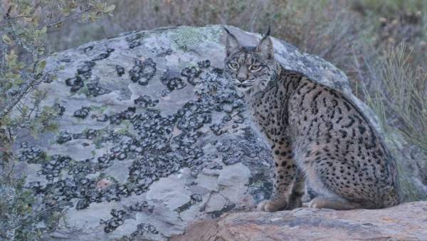 Lince Lince