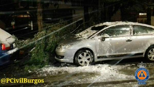 ÞÁrboles rotos en Burgos por la nieve y el viento ÞÁrboles rotos en Burgos por la nieve y el viento