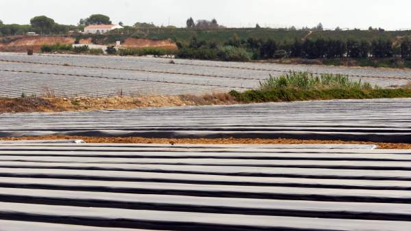 Plantaciones de fresas en Huelva Plantaciones de fresas en Huelva