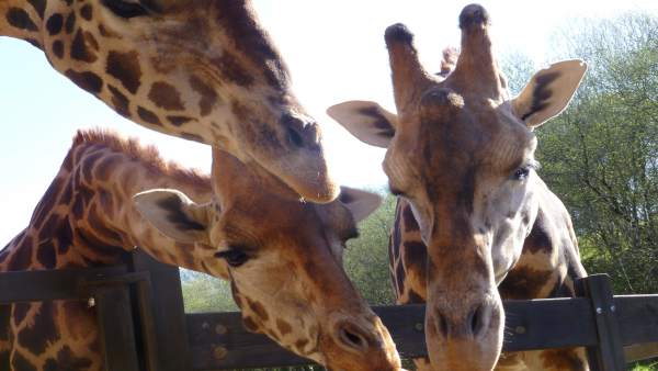Jirafas en Cabárceno Jirafas en Cabárceno