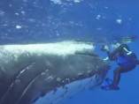 Una ballena protege a una bióloga marina del ataque de un tiburón tigre