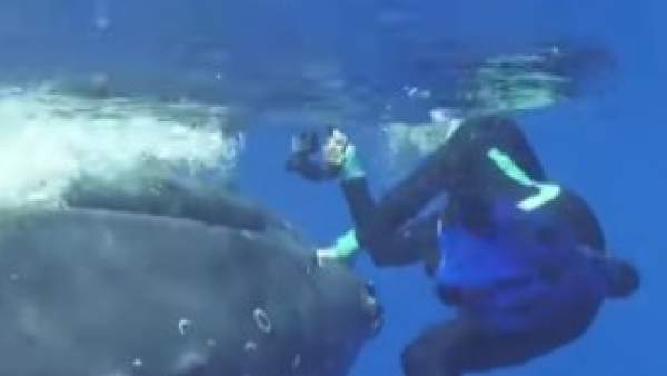 Una ballena filmada salvando a un buzo del ataque de un tiburón. Una ballena filmada salvando a un buzo del ataque de un tiburón.