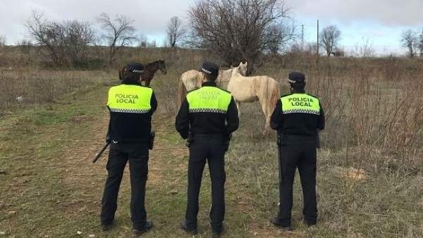Caballos Caballos