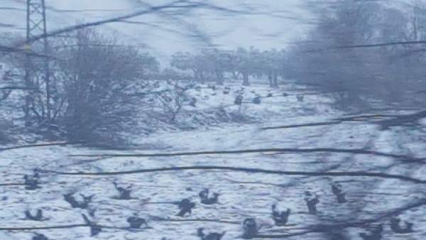 Temporal de nieve. Temporal de nieve.