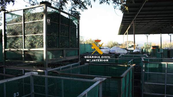 Operación contra el robo de aceitunas. Operación contra el robo de aceitunas.
