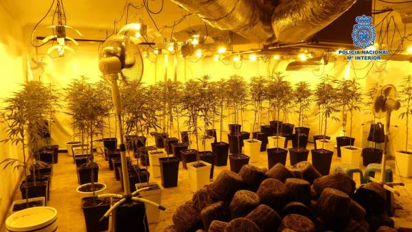 Marihuana toledo Marihuana toledo