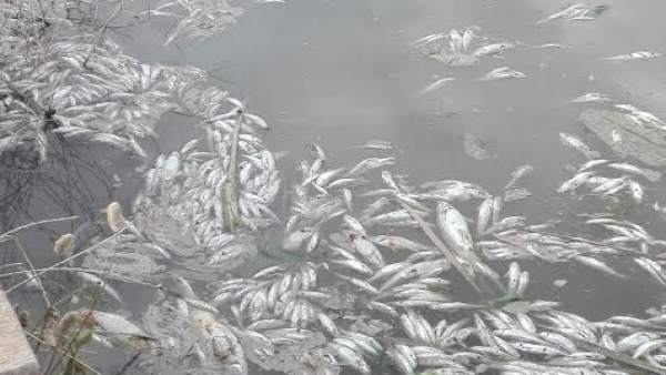 Peces muertos en el Guadalquivir por el vertido de orujo Peces muertos en el Guadalquivir por el vertido de orujo