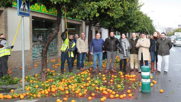 Presentación de la campaña de recogida de naranjas Presentación de la campaña de recogida de naranjas