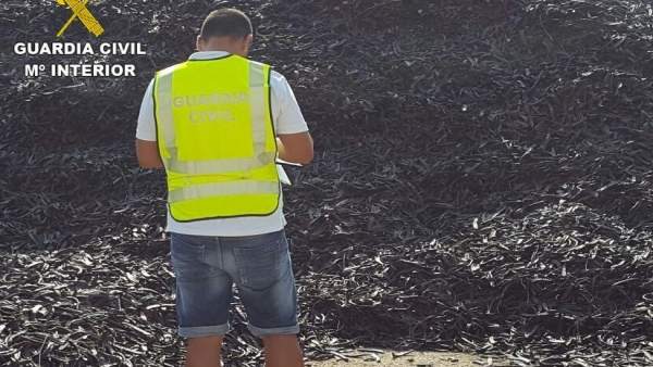 Algarrobas sustraídas en la Ribera Alta Algarrobas sustraídas en la Ribera Alta