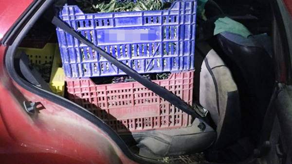 Tonelada de aceituna sustraída en explotaciones agrícolas Tonelada de aceituna sustraída en explotaciones agrícolas
