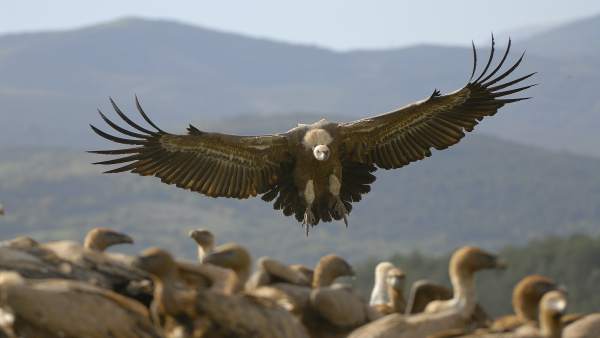 Buitre leonado (Gyps fulvus) Buitre leonado (Gyps fulvus)