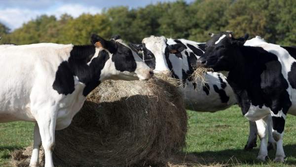 Danone premia dos ganaderos asturianos Danone premia dos ganaderos asturianos