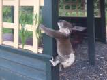 Australia investiga la muerte de un koala que apareció atornillado a un poste