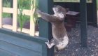Un koala muerto atornillado a un poste en Australia