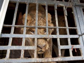 Uno de los leones cedidos por el Circo París