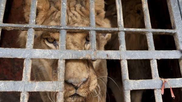 Uno de los leones cedidos por el Circo París Uno de los leones cedidos por el Circo París