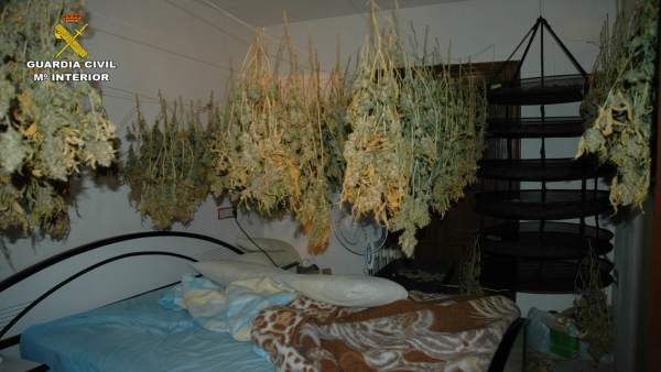 Marihuana dispuesta para su secado en un dormitorio Marihuana dispuesta para su secado en un dormitorio