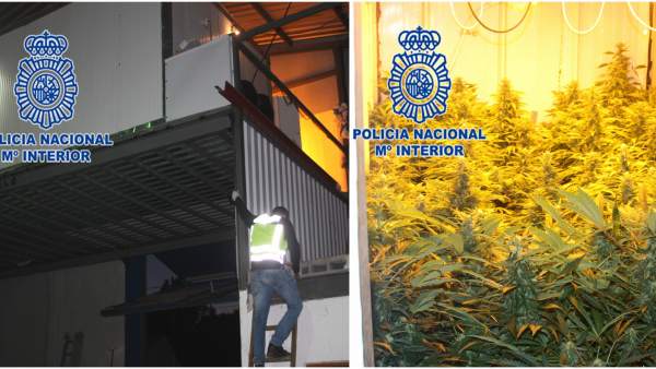 Imagen de la nave y de la plantación de marihuana Imagen de la nave y de la plantación de marihuana