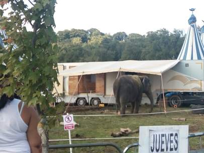 Circo con animales