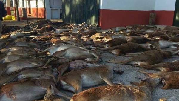 Animales abatidos en La Granada de Riotinto (Huelva). Animales abatidos en La Granada de Riotinto (Huelva).