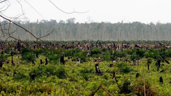 Bosques destruidos por el aceite de palma Bosques destruidos por el aceite de palma