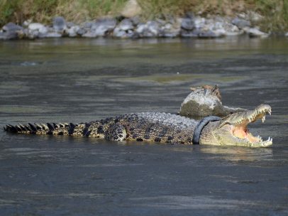 Cocodrilo con un neumático en su cuello
