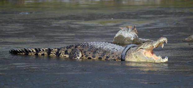 Cocodrilo con un neumático en su cuello