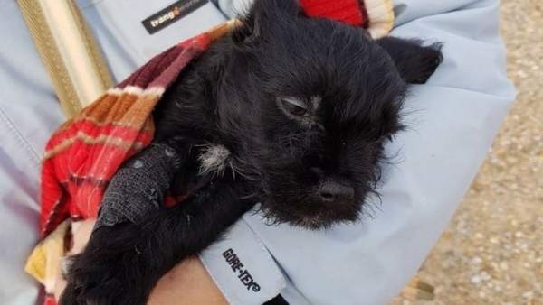 Investigadas 2 personas por abandonar un cachorro mestizo de Schnauzer miniatura Investigadas 2 personas por abandonar un cachorro mestizo de Schnauzer miniatura