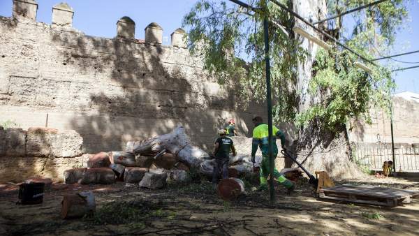 Trabajos del Ayuntamiento en el árbol que afecta a la Muralla de la Macarena Trabajos del Ayuntamiento en el árbol que afecta a la Muralla de la Macarena