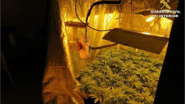La marihuana localizada La marihuana localizada