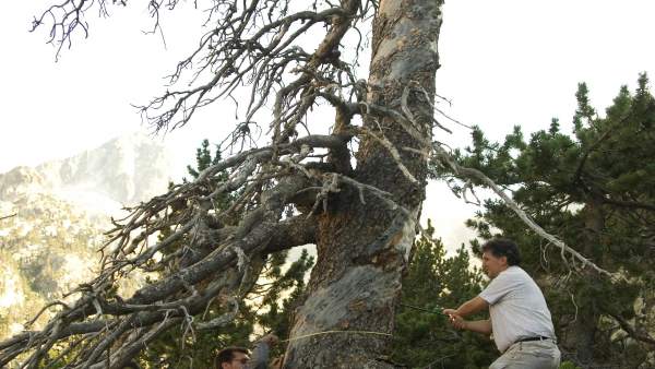Extracción de testigos de un árbol Extracción de testigos de un árbol