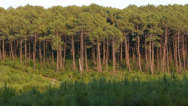 Bosque de las Landas Bosque de las Landas