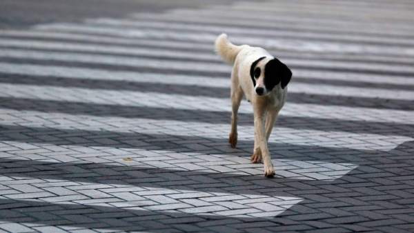 Perro Perro