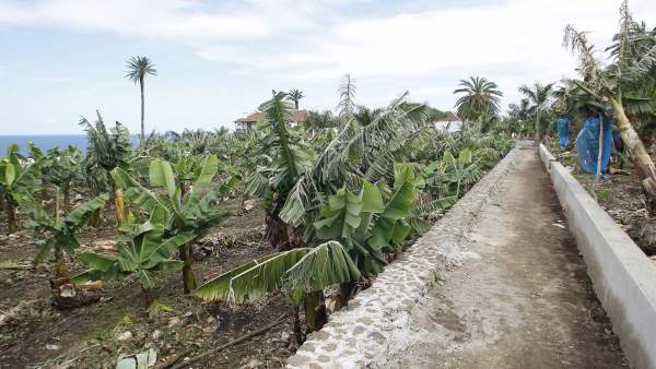 Finca de plátanos, plataneras Finca de plátanos, plataneras