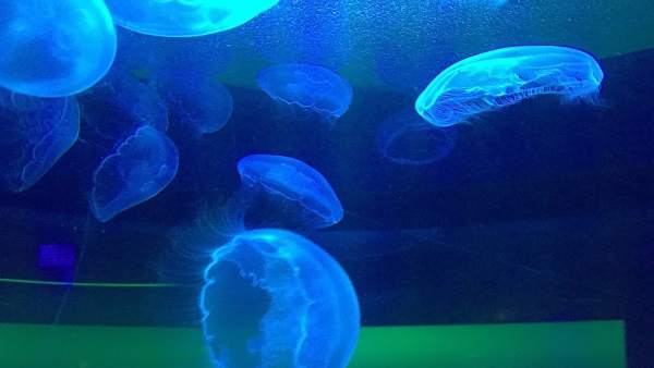 Medusas en el Sea Life Benalmádena Medusas en el Sea Life Benalmádena