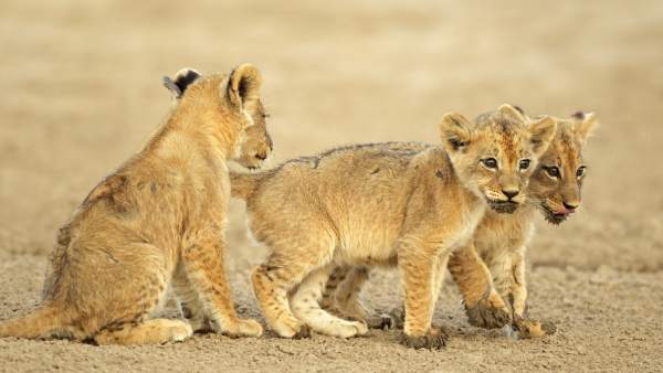 Leones Leones