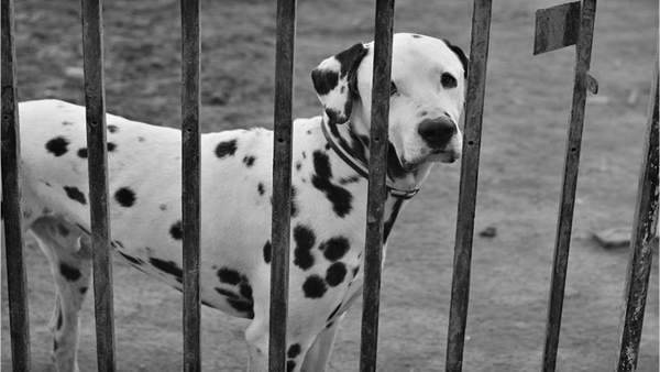 Perro en perrera Perro en perrera