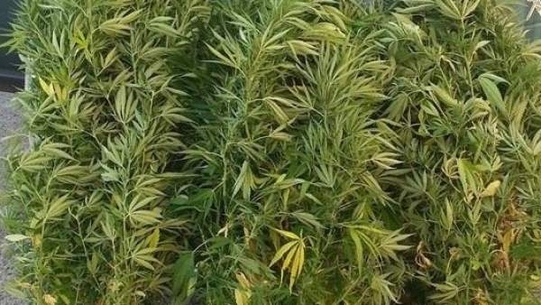 Unas plantas de marihuana Unas plantas de marihuana