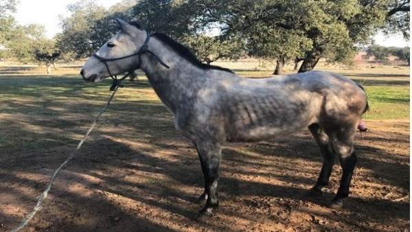 Caballo suelto Caballo suelto