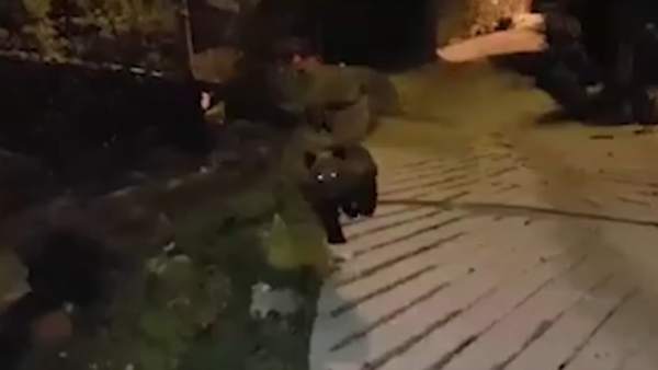 Osezno herido Osezno herido