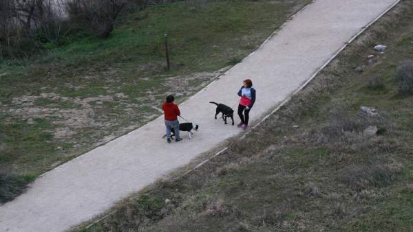 Perros, Paseando, Río Tajo, Animales Perros, Paseando, Río Tajo, Animales