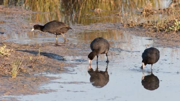 Fochas (Fulica atra), una especie que ha disminuido en S'Albufera Fochas (Fulica atra), una especie que ha disminuido en S'Albufera