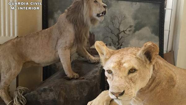 Leones disecados Leones disecados